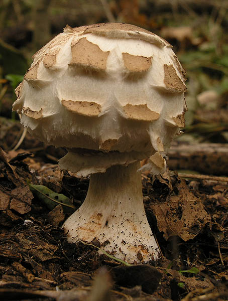 bedľa červenejúca Chlorophyllum rachodes (Vittad.) Vellinga