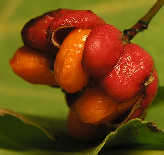 bršlen európsky Euonymus europaeus L.