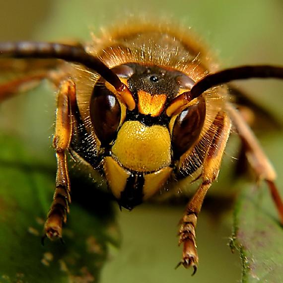 sršeň obyčajný Vespa crabro L.