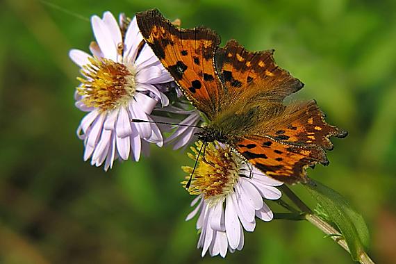 babôčka zubatokrídla Polygonia c-album