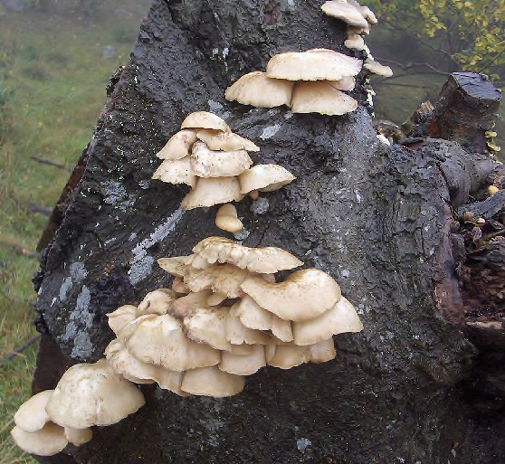 hliva buková Pleurotus pulmonarius (Fr.) Quél.