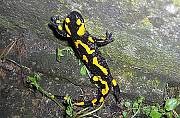 salamandra škrnitá