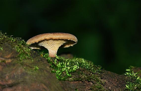 trúdnik plástovitý Lentinus arcularius (Batsch) Zmitr.