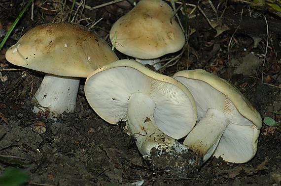 čírovnica májová Calocybe gambosa (Fr.) Donk