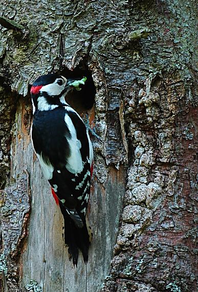 ďateľ veľký Dendrocopos major