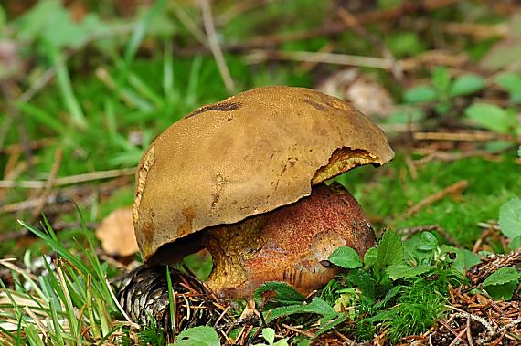 hríb zrnitohlúbikový Sutorius luridiformis (Rostk.) G. Wu & Zhu L. Yang