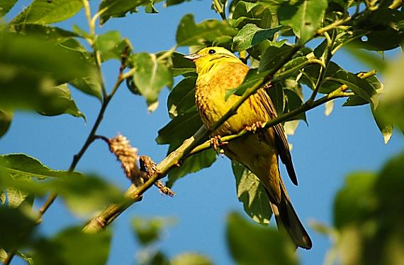 strnádka žltá Emberiza citrinella