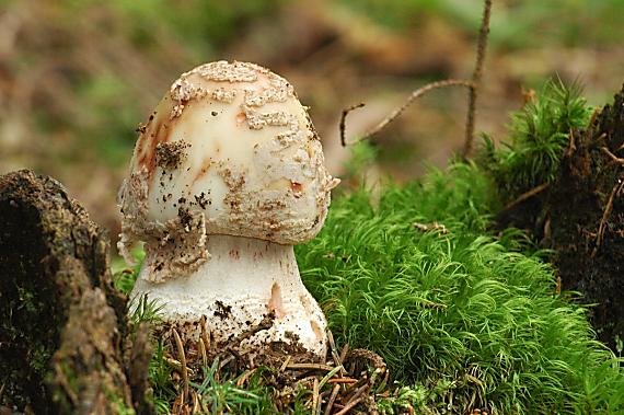 muchotrávka červenkastá Amanita rubescens Pers.