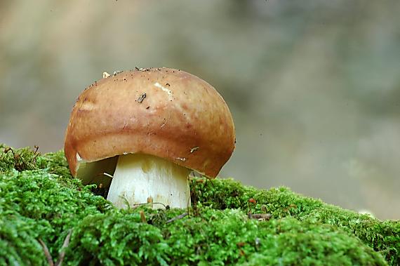 plávka (Russula)