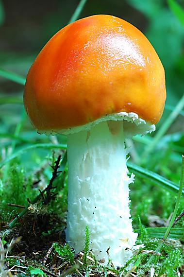 muchotrávka červená holá Amanita muscaria var. aureola (Kalchbr.) Quél.