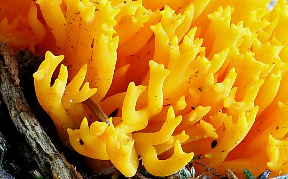 parôžkovec lepkavý Calocera viscosa (Pers.) Fr.