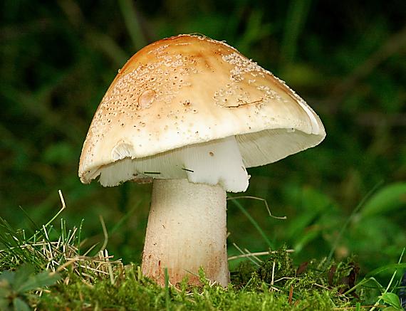 muchotrávka červenkastá Amanita rubescens Pers.