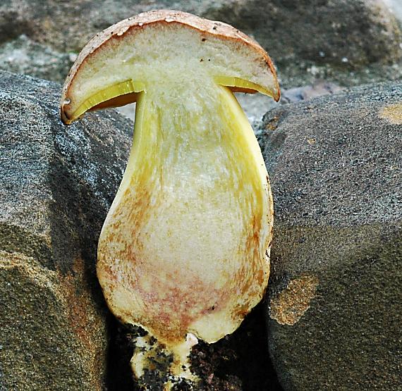 hríb horský Butyriboletus subappendiculatus (Dermek, Lazebn. & J. Veselský) D. Arora & J.L. Frank