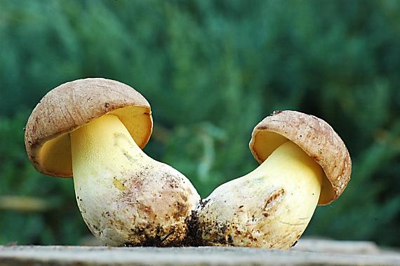 hríb horský Butyriboletus subappendiculatus (Dermek, Lazebn. & J. Veselský) D. Arora & J.L. Frank