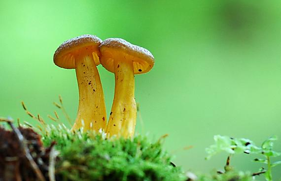 kuriatko lievikovité Craterellus tubaeformis (Fr.) Quél.