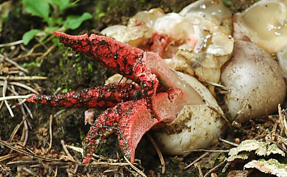 mrežovka kvetovitá Clathrus archeri (Berk.) Dring