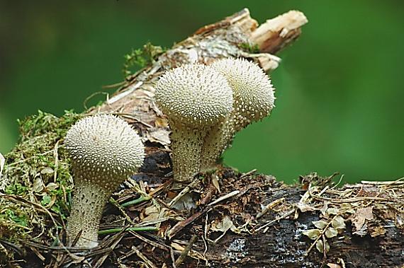 prášnica bradavičnatá Lycoperdon perlatum Pers.