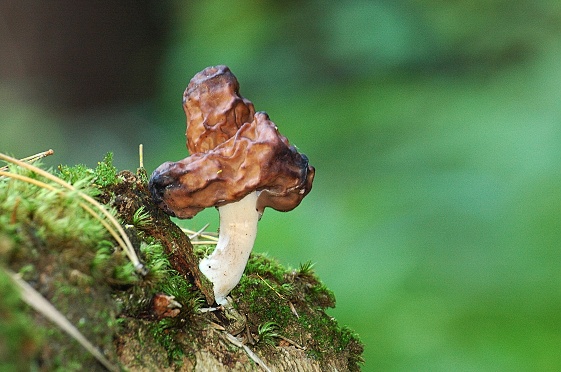 ušiak mitrovitý Gyromitra infula (Schaeff.) Quél.