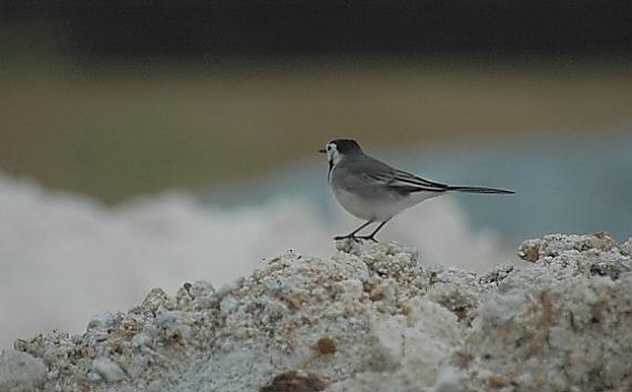 trasochvost biely Motacilla alba