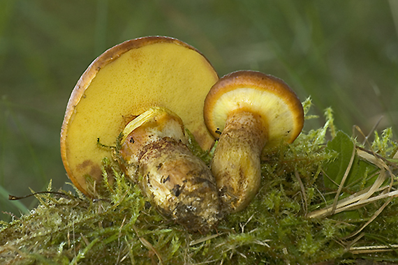 masliak Suillus sp.