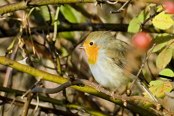 slávik červienka Erithacus rubecula