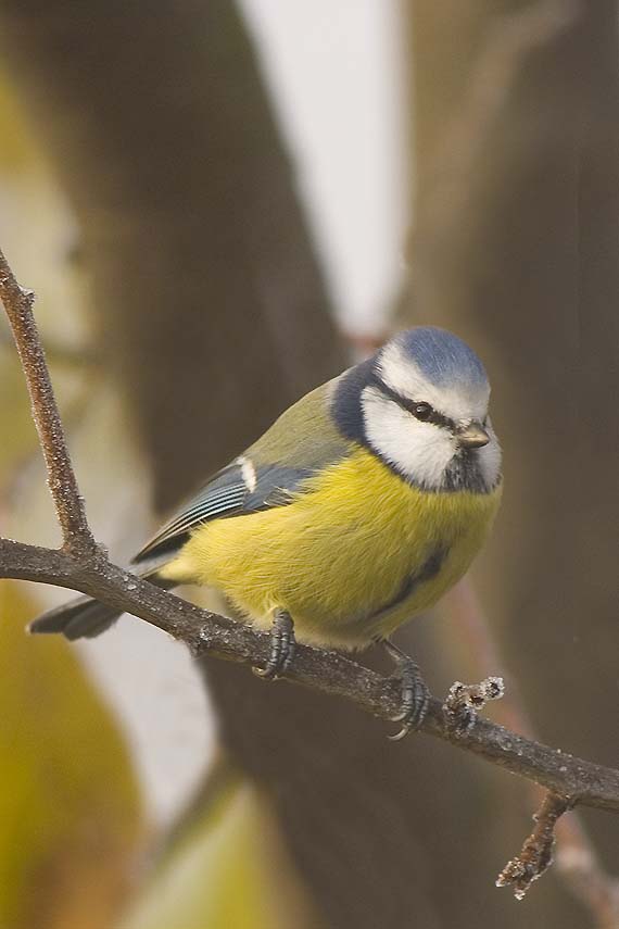 sýkorka belasá Parus caeruleus