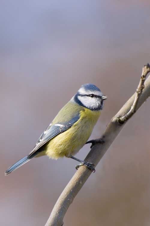 sýkorka belasá Parus caeruleus