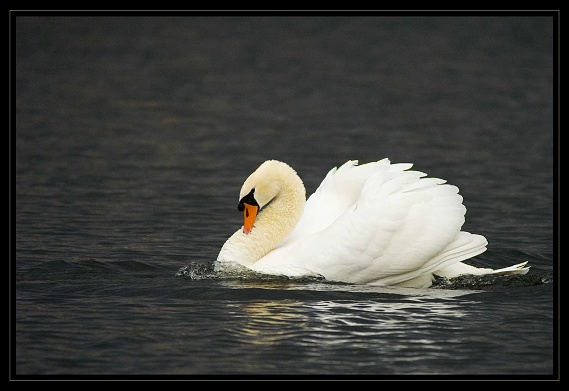 labuť hrbozobá Cygnus olor