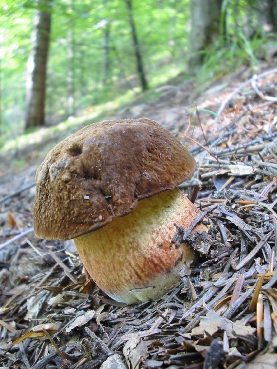 hríb zrnitohlúbikový Sutorius luridiformis (Rostk.) G. Wu & Zhu L. Yang