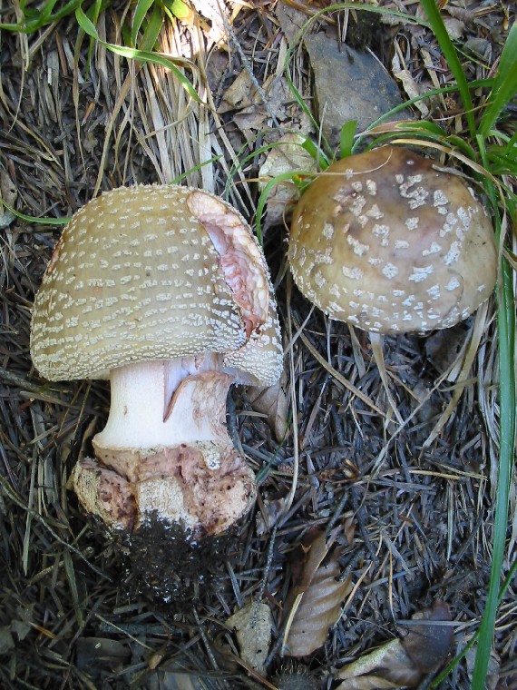 muchotrávka červenkastá Amanita rubescens Pers.