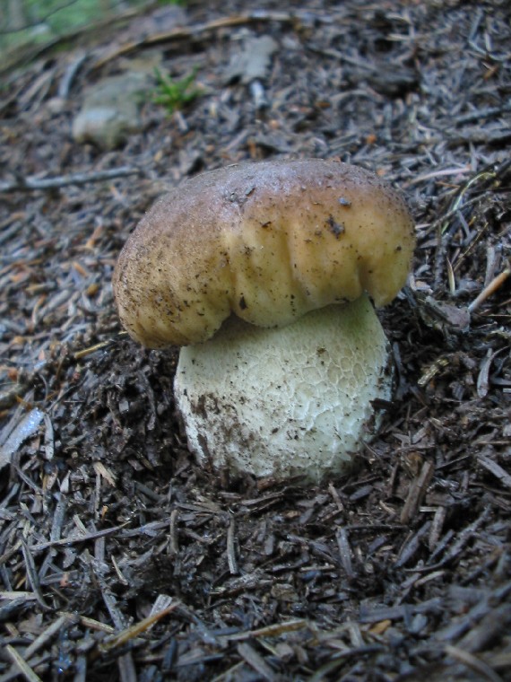 hríb smrekový Boletus edulis Bull.