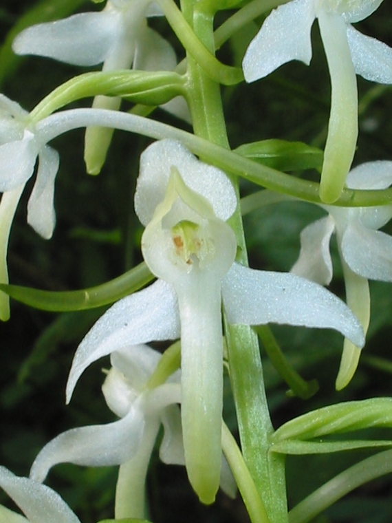 vemenník dvojlistý Platanthera bifolia (L.) Rich.