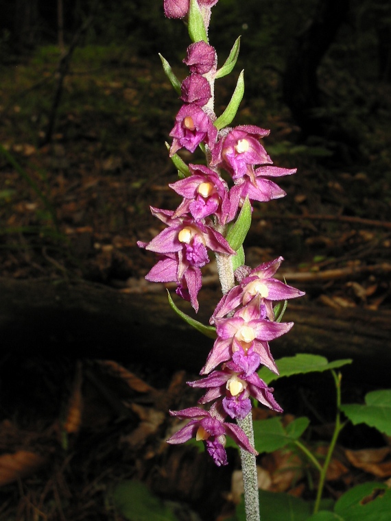 kruštík tmavočervený pravý Epipactis atrorubens subsp. atrorubens (Hoffm.) Besser