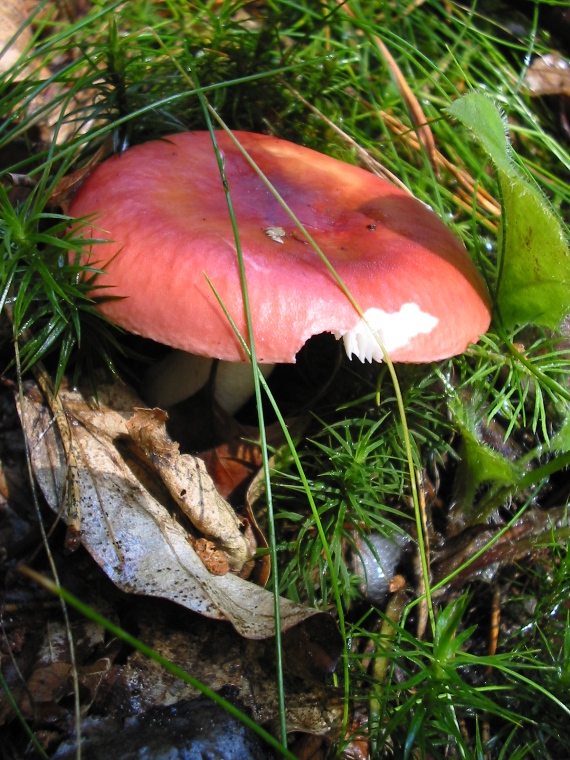 plávka Russula sp.