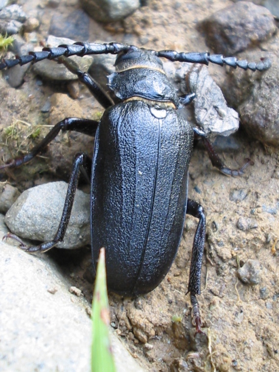 Prionus coriarius