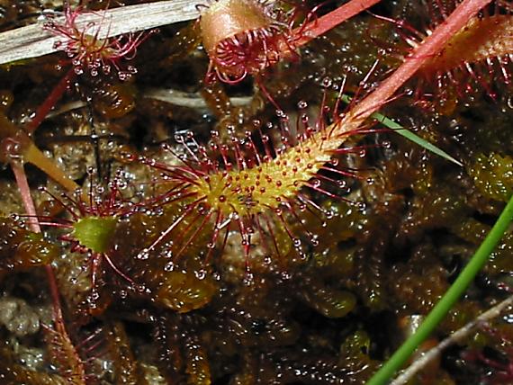 drosera anglica