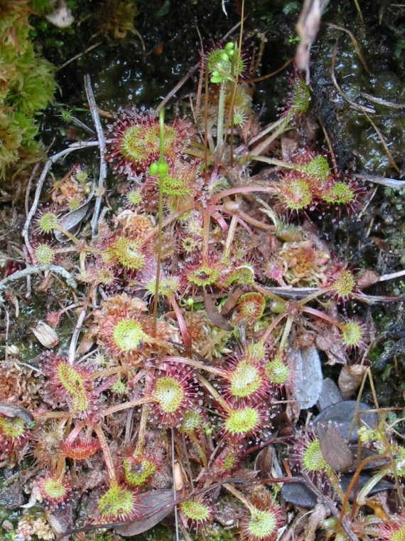 drosera rotundifolia