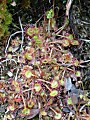 drosera rotundifolia