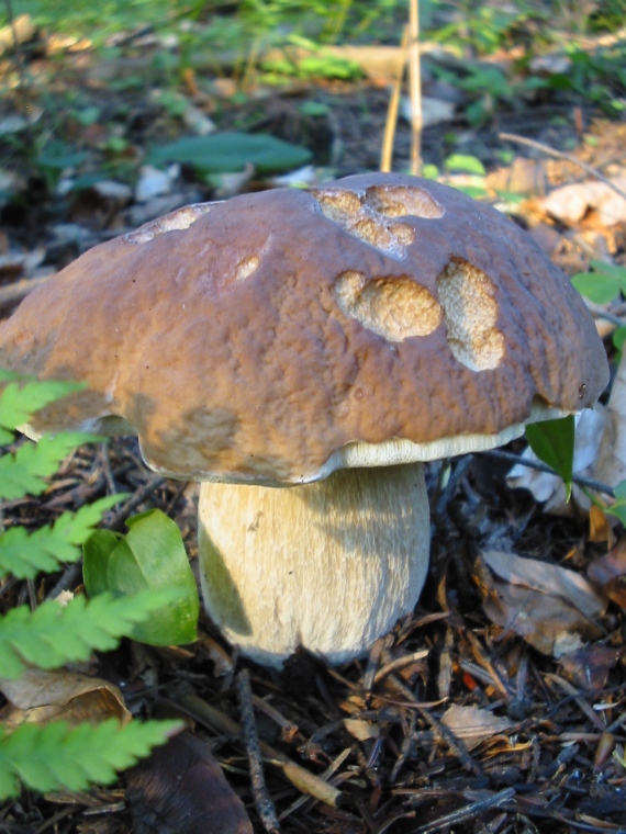 hríb smrekový Boletus edulis Bull.