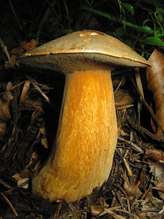 masliak strakatý Suillus variegatus (Sw.) Kuntze