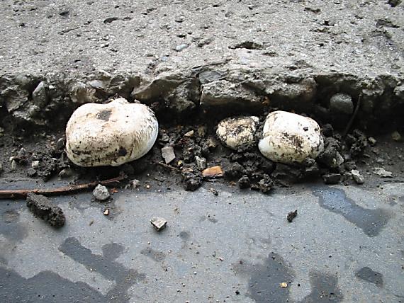 pečiarka obyčajná Agaricus bitorquis (Quél.) Sacc.