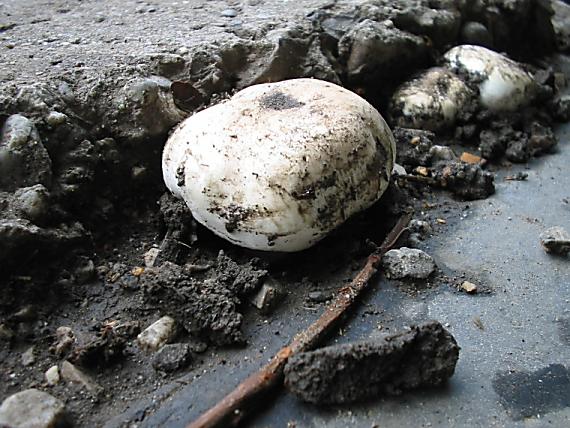 pečiarka obyčajná Agaricus bitorquis (Quél.) Sacc.