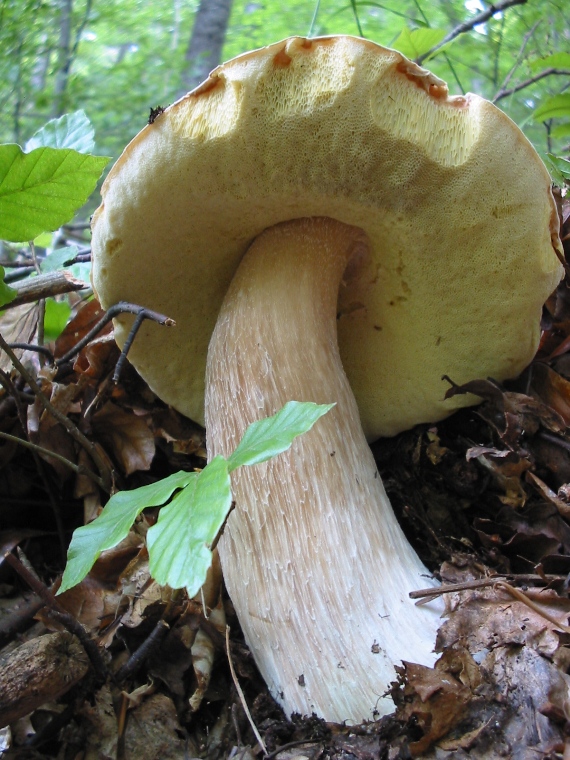 hríb smrekový Boletus edulis Bull.