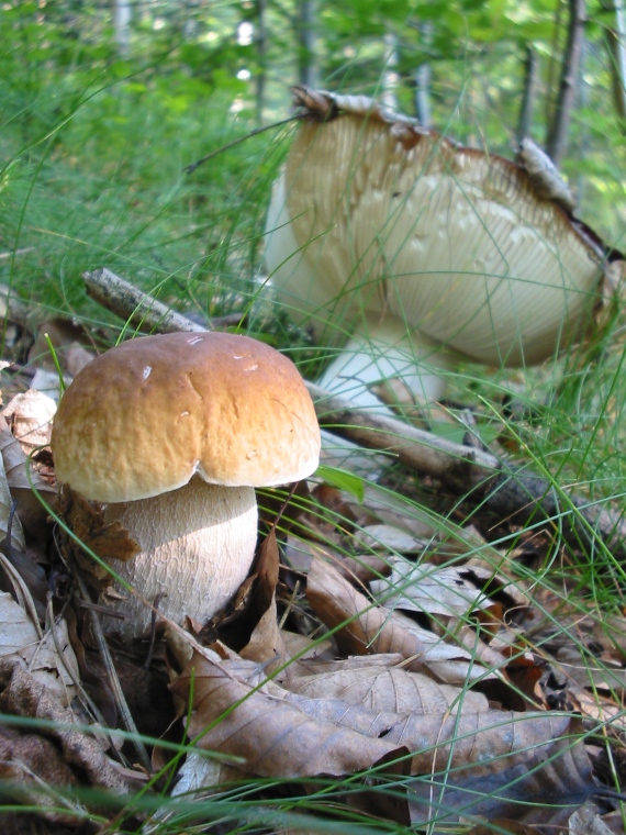 hríb smrekový Boletus edulis Bull.