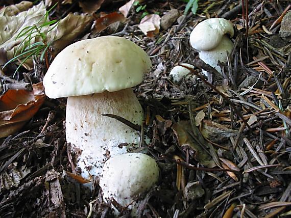 hríb smrekový Boletus edulis Bull.