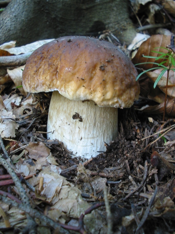 hríb smrekový Boletus edulis Bull.