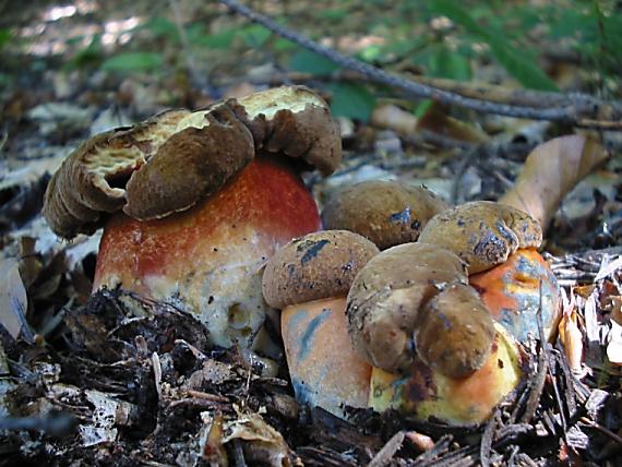 hríb zrnitohlúbikový Sutorius luridiformis (Rostk.) G. Wu & Zhu L. Yang