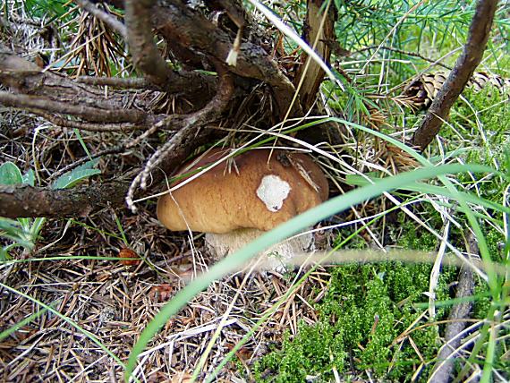 hríb smrekový Boletus edulis Bull.