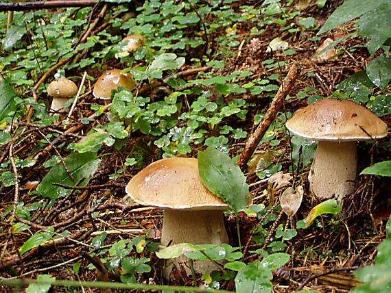 hríb smrekový Boletus edulis Bull.