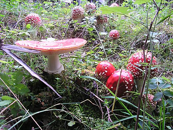 muchotrávka červená Amanita muscaria (L.) Lam.